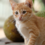 an adorable tabby cat
