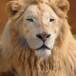 brown lion lying on sand